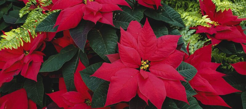 Las mejores ideas de regalos ecológicos y naturales para los Reyes Magos
